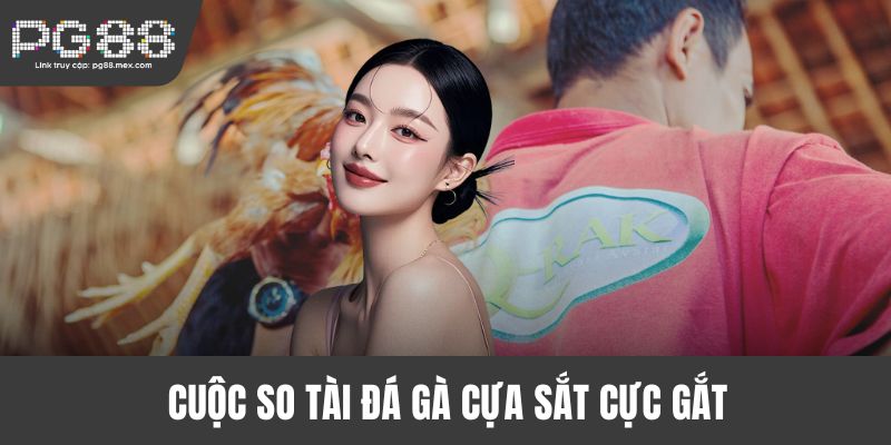 Cuộc so tài đá gà cựa sắt cực gắt