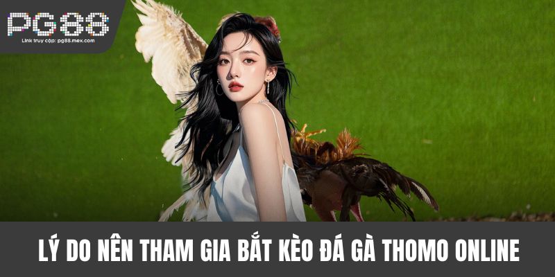 Lý do nên tham gia bắt kèo đá gà Thomo online